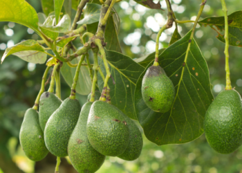 como plantar abacate