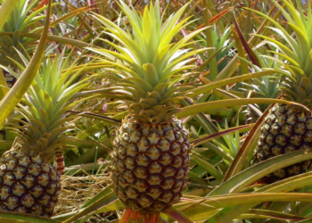 como plantar abacaxi