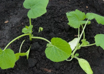 como plantar abobora