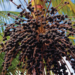 como plantar açaí