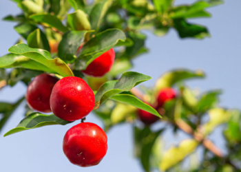 como plantar acerola