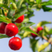 como plantar acerola
