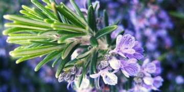 como plantar alecrim