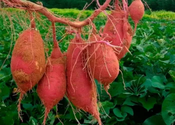 como plantar batata-doce