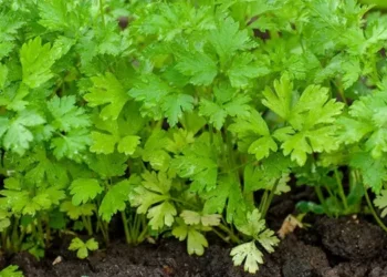 como plantar coentro