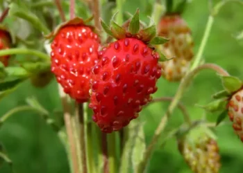 como plantar morango