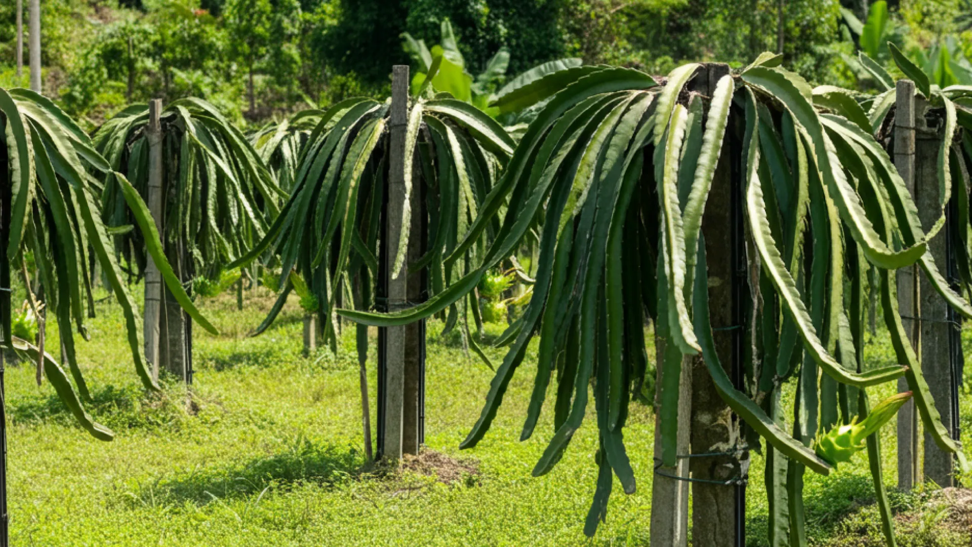 Métodos de plantio da pitaya