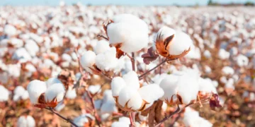 Como plantar algodão