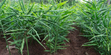 como plantar gengibre