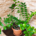 como plantar zamioculca