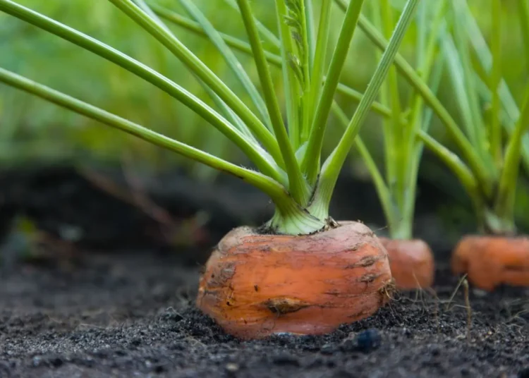 como plantar cenoura