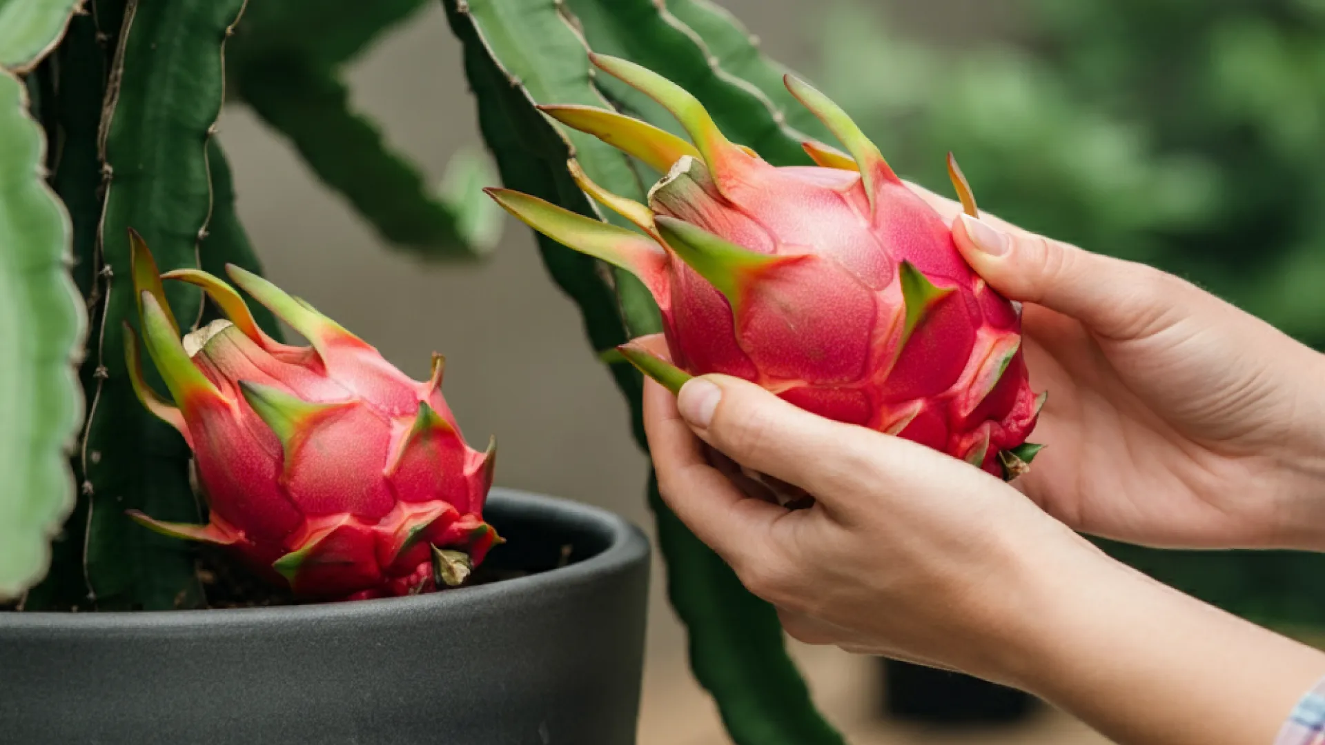 Colheita e manutenção de pitaya