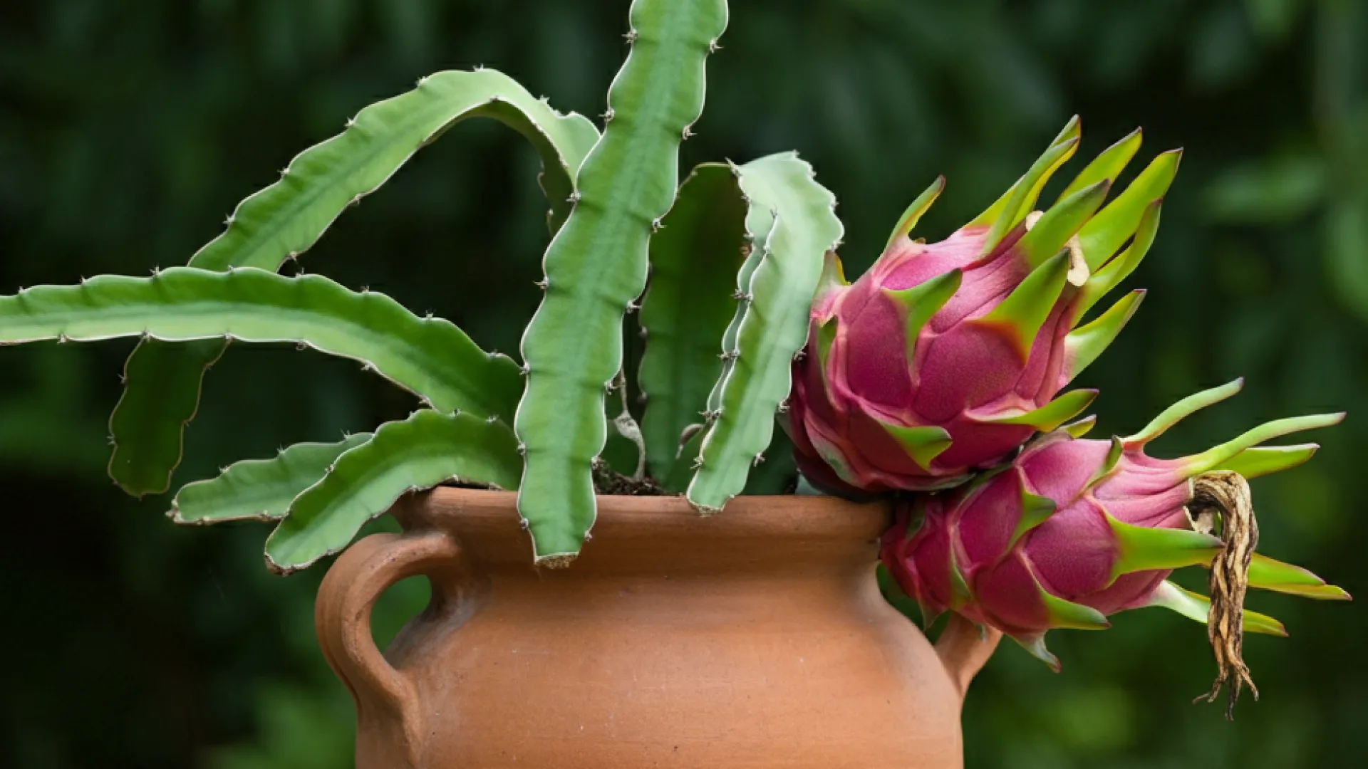 Plantio da Pitaya em Vaso