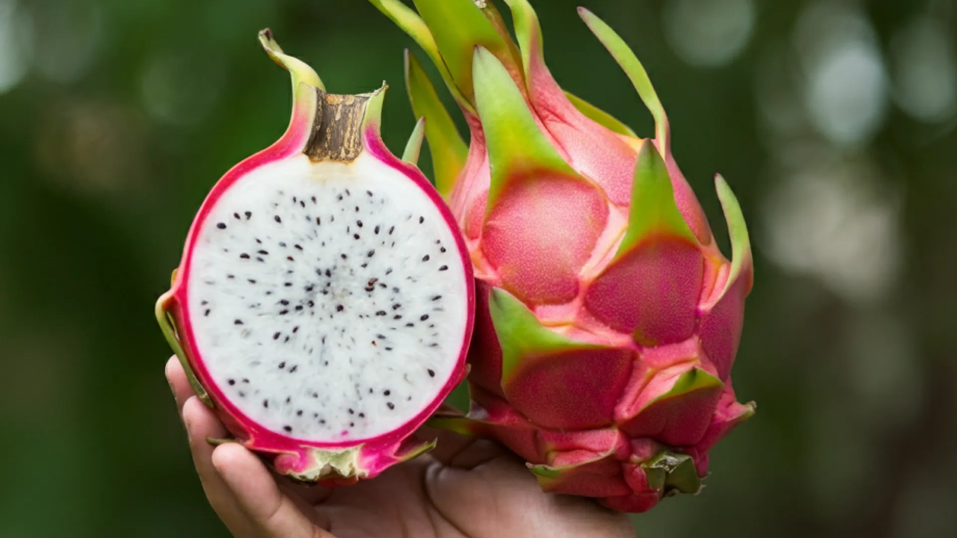 Problemas comuns na plantação de pitaya em vaso